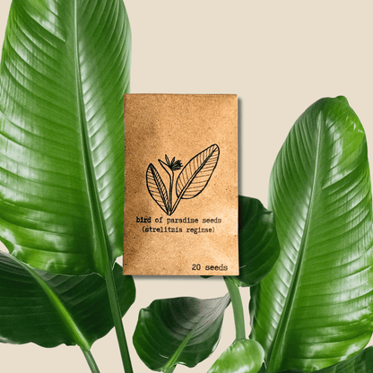 Strelitzia &