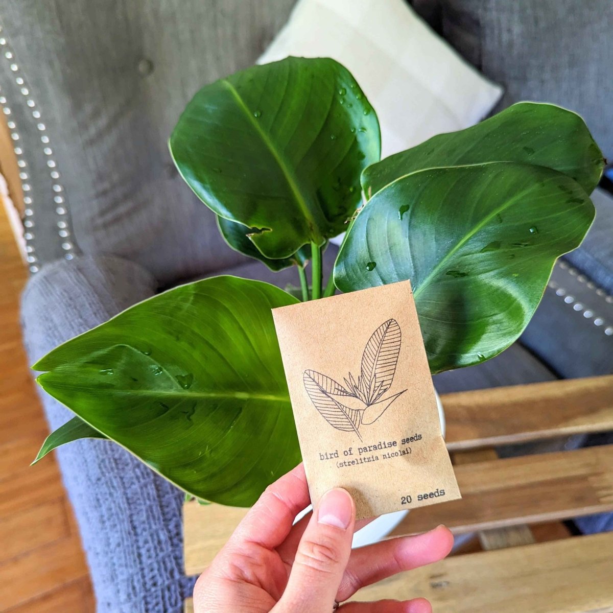 bird of paradise plant seeds for sale Strelitzia 'Bird of Paradise' Seeds Strelitzia Nicolai (white)