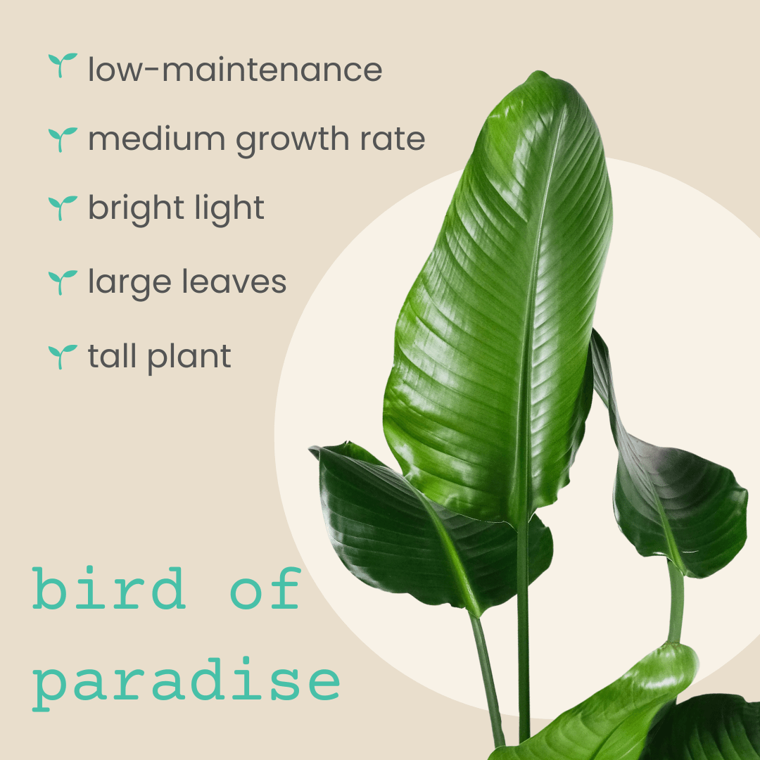 bird of paradise plant seeds for sale Strelitzia 'Bird of Paradise' Seeds Strelitzia Nicolai (white)
