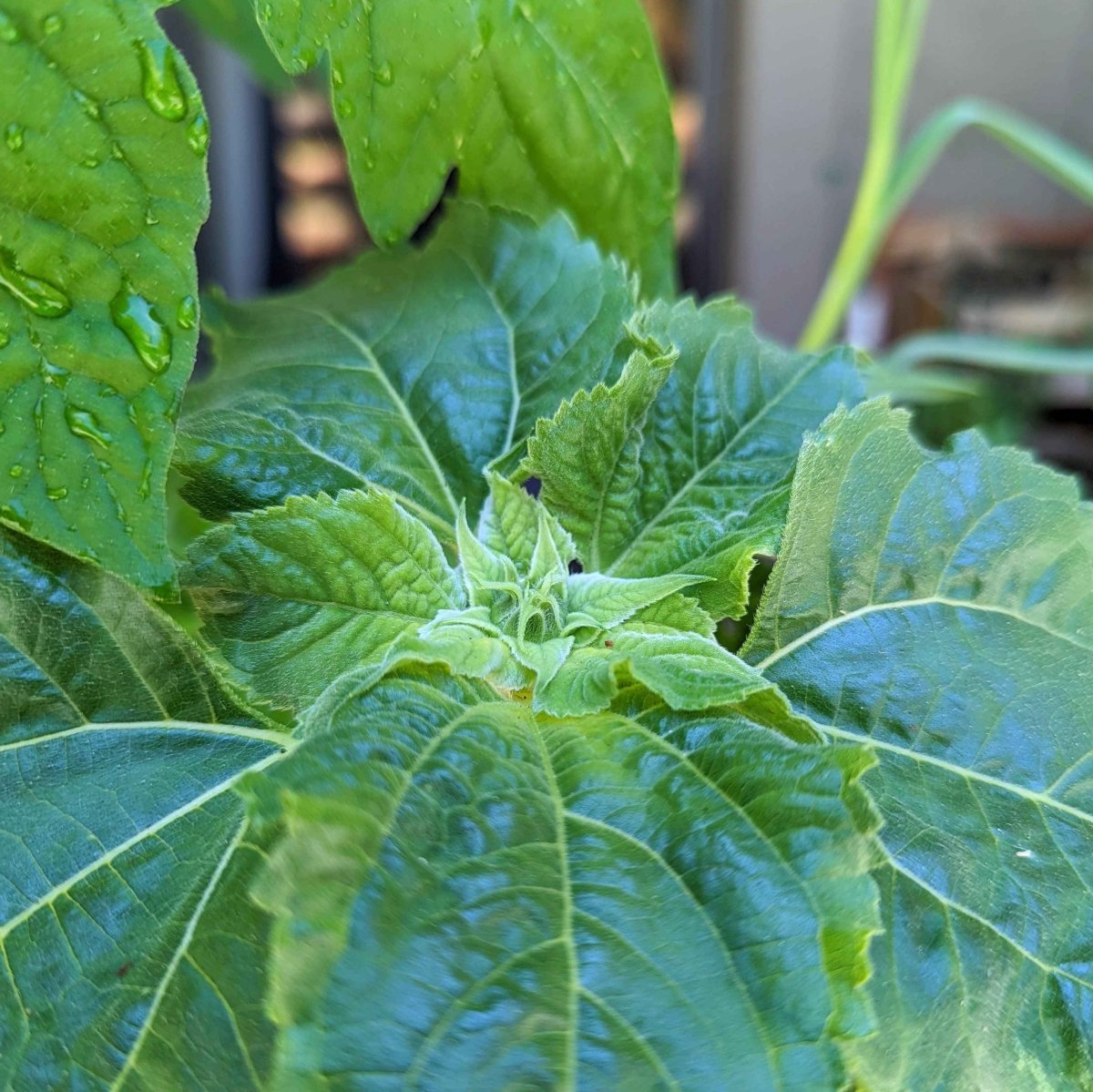 plant the sun seeds Sunspot Sunflower Seeds