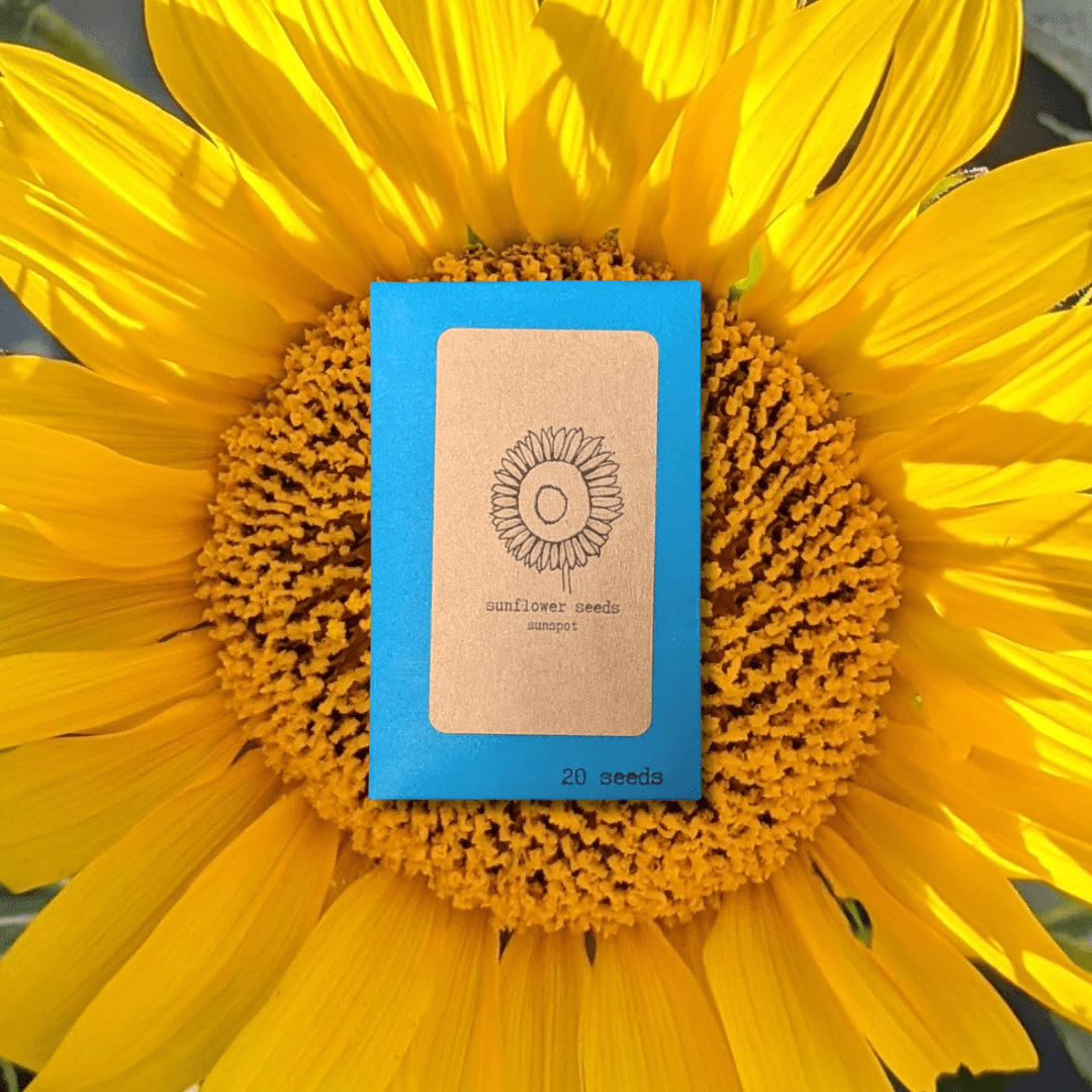 Sunspot Sunflower Seeds - Plantflix