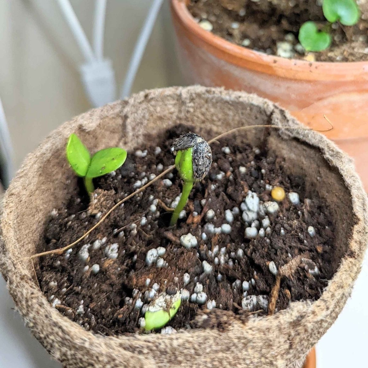 can you plant sunflower seeds in a pot Sunspot Sunflower Seeds