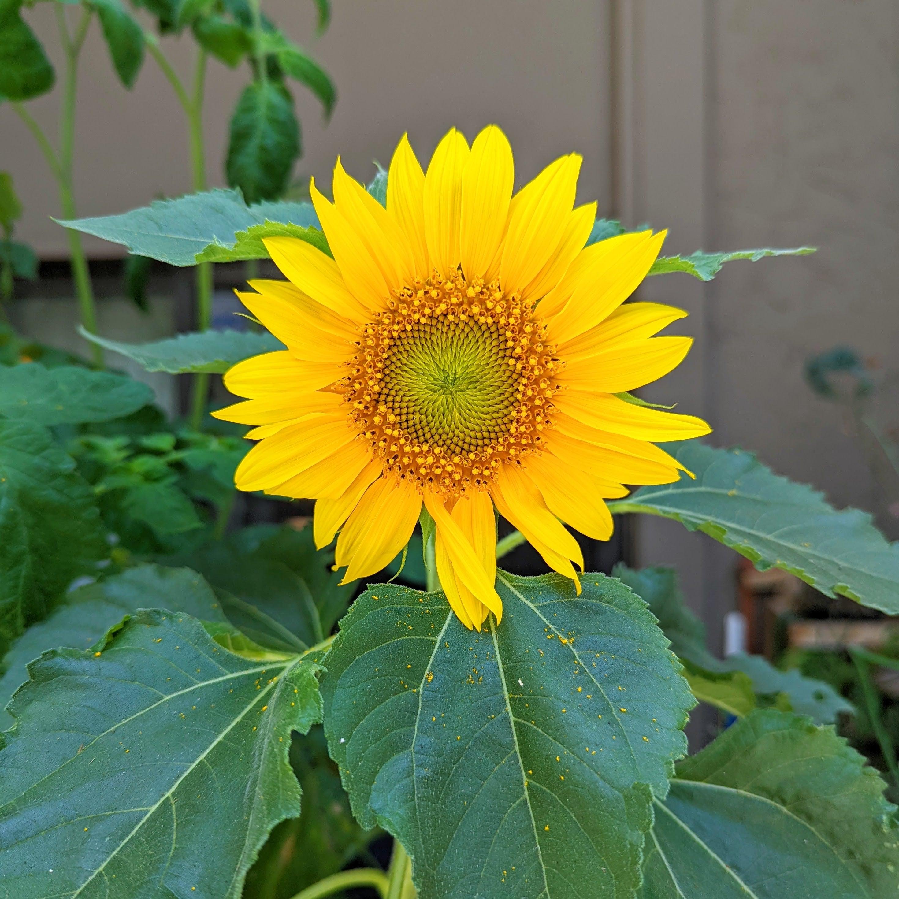 Sunspot Sunflower Seeds - Plantflix