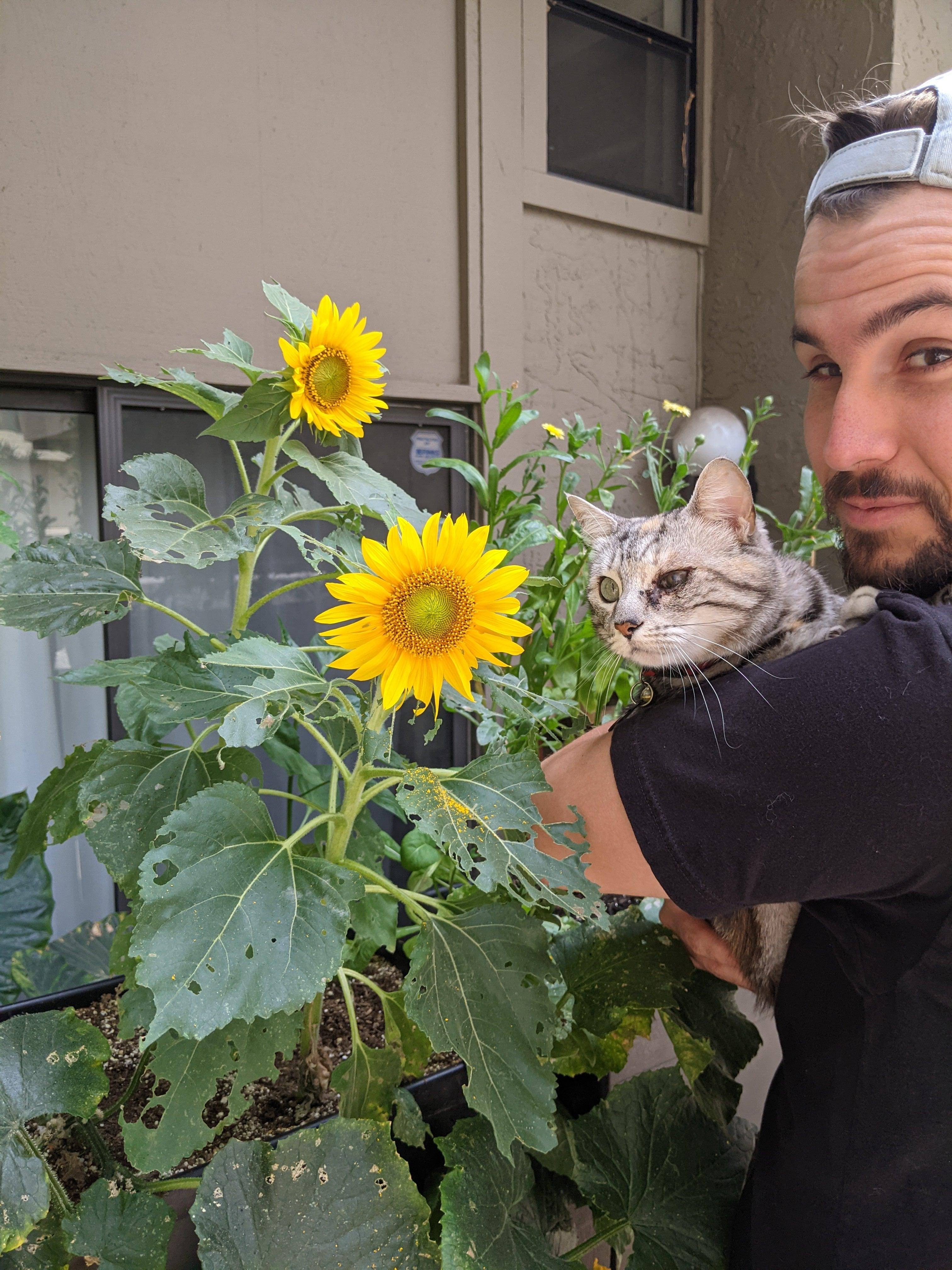 Sunspot Sunflower Seeds - Plantflix