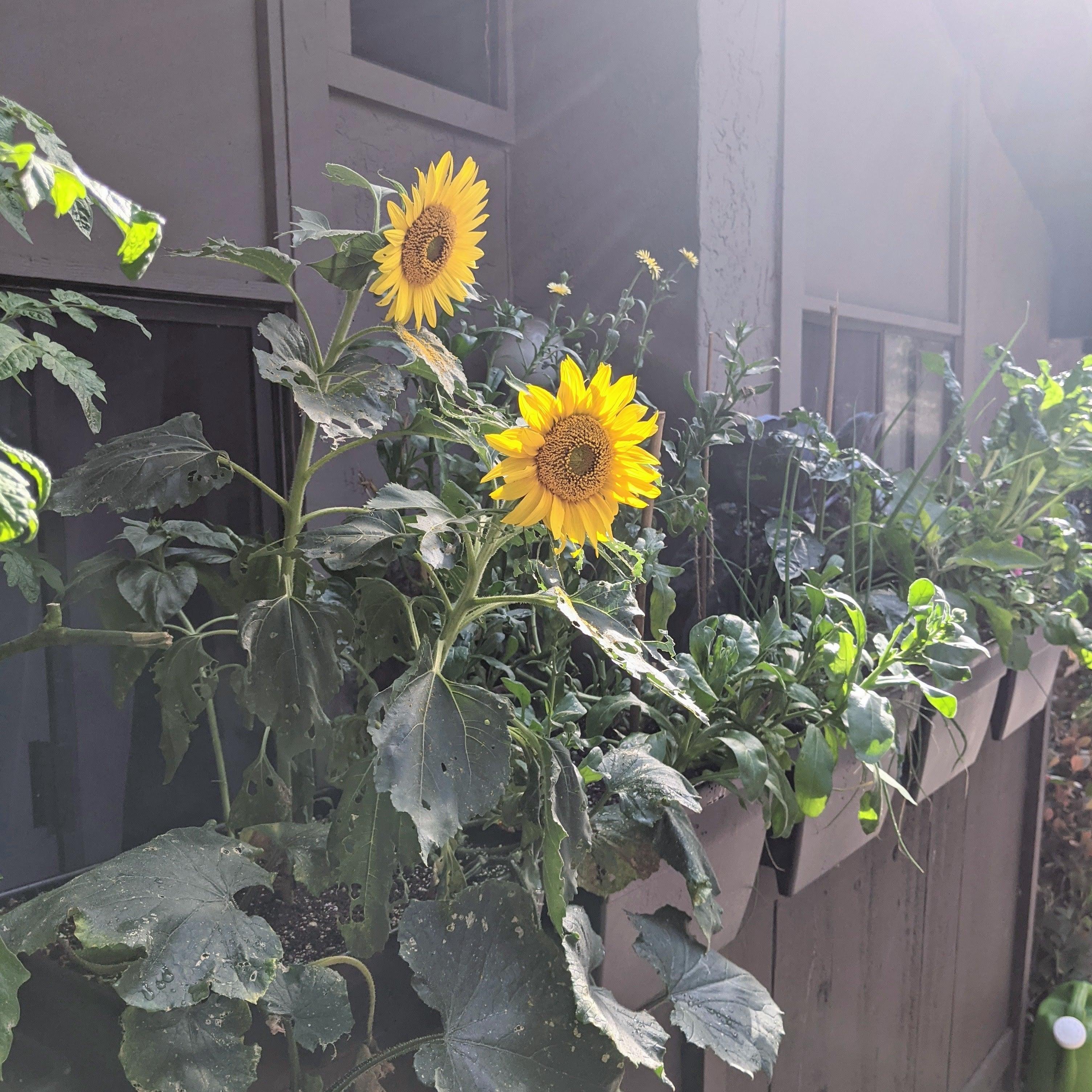 Sunspot Sunflower Seeds - Plantflix