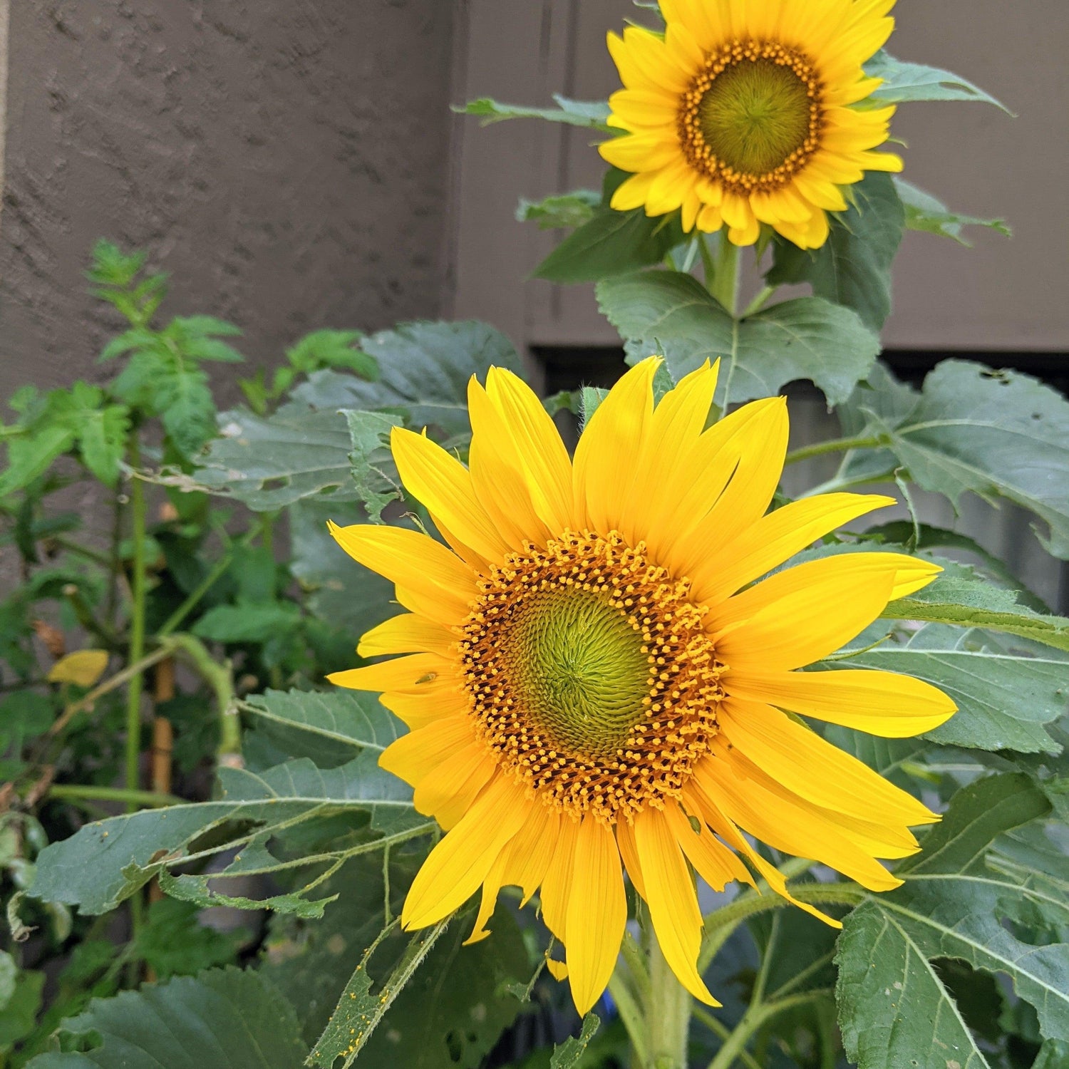 Sunspot Sunflower Seeds - Plantflix