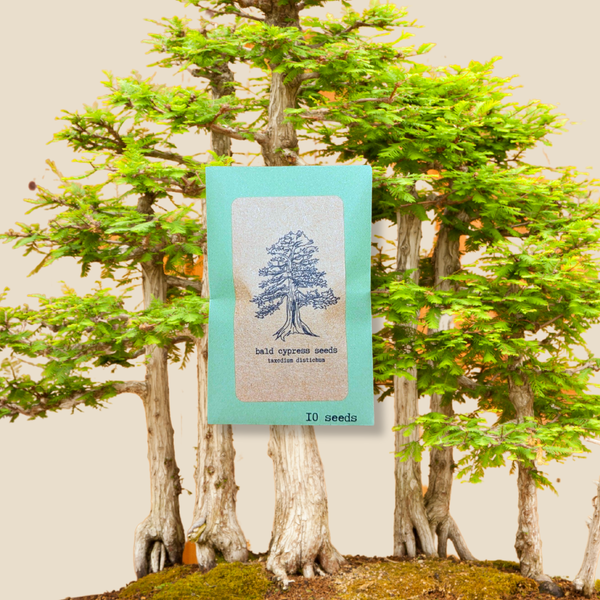 planting bald cypress tree seeds Taxodium Distichum 'Bald Cypress' Seeds