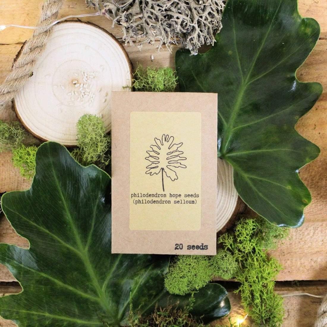 "The Popular Kids" Houseplant Seed Collection - Plantflix