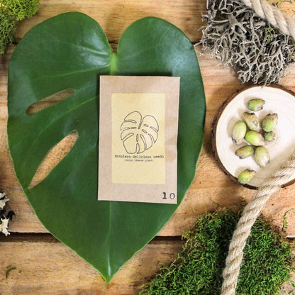 "The Popular Kids" Houseplant Seed Collection - Plantflix