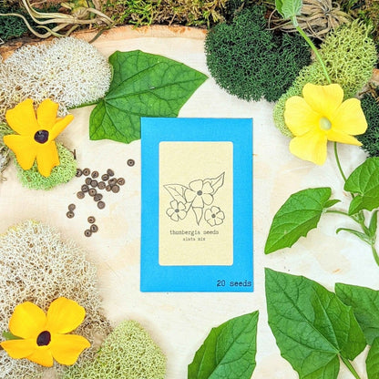 planting thunbergia seeds Thunbergia Seeds – Plantflix