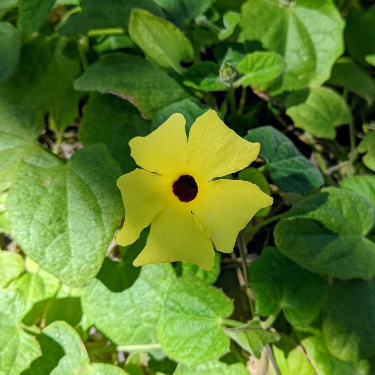 thunbergia rose sensation seeds Thunbergia Seeds