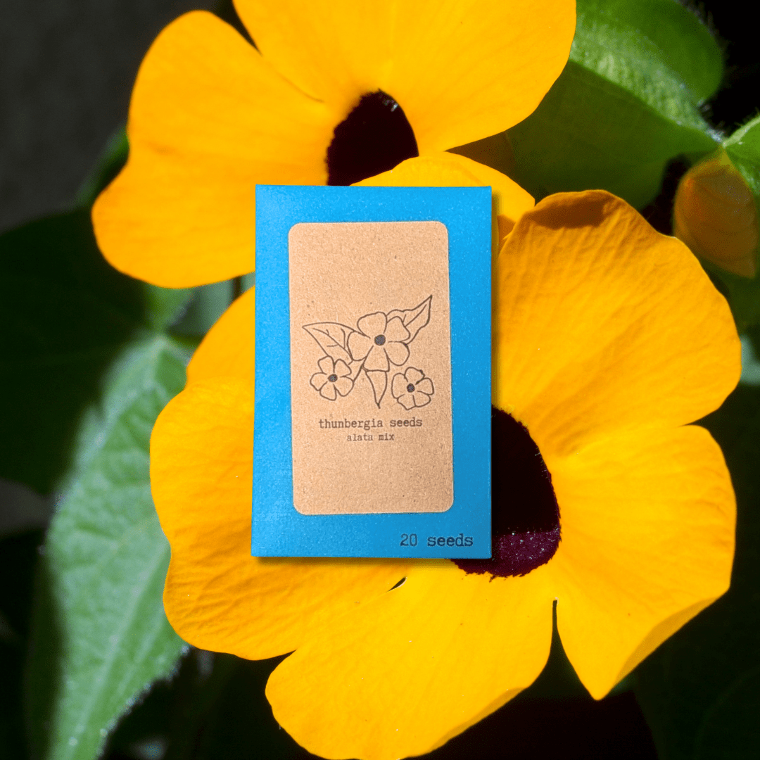 Thunbergia Seeds - Plantflix