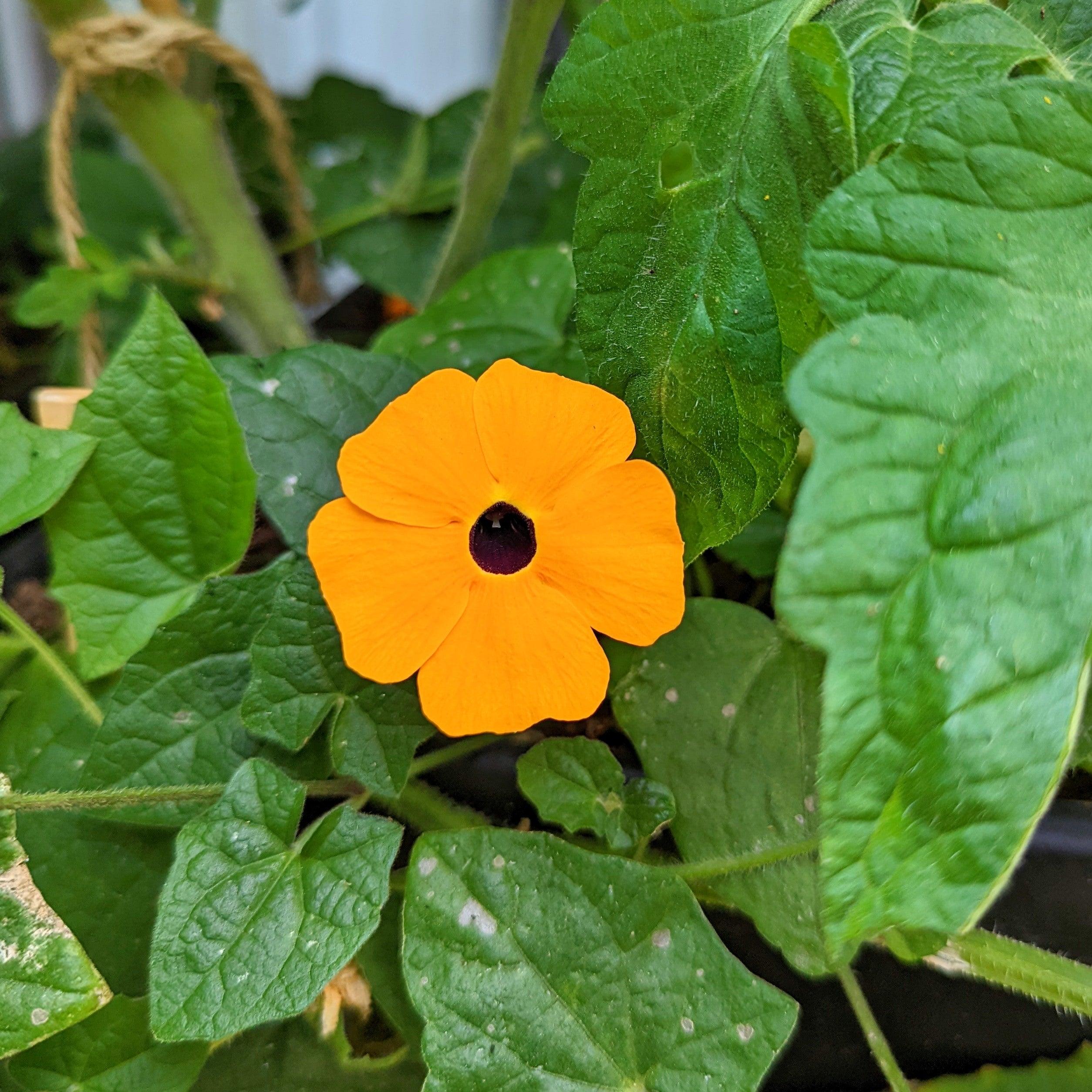 Thunbergia Seeds - Plantflix