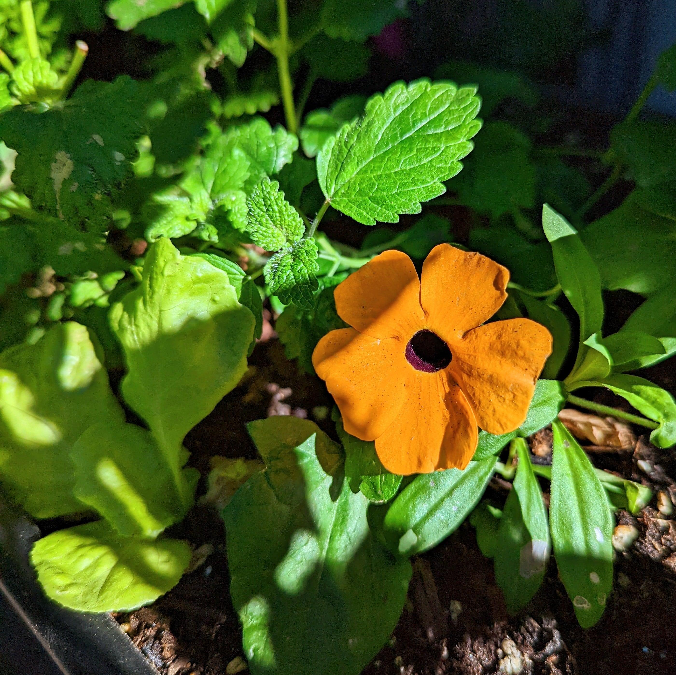 Thunbergia Seeds - Plantflix