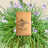Tulbaghia Violacea "Society Garlic" Seeds - Plantflix