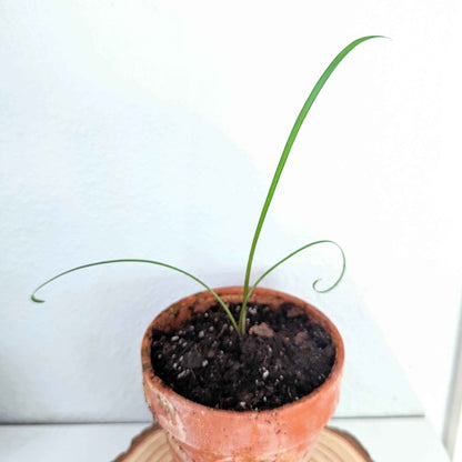 Tulbaghia Violacea "Society Garlic" Seeds - Plantflix