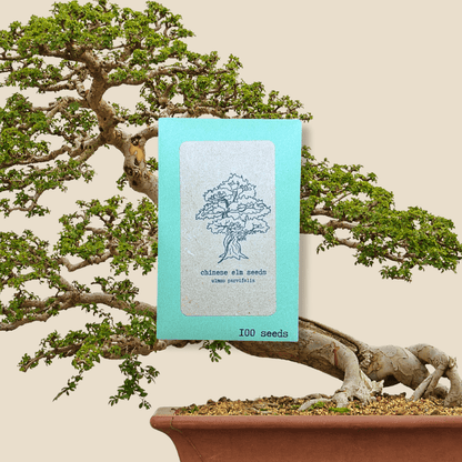 Ulmus Parvifolia &