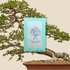 Ulmus Parvifolia &