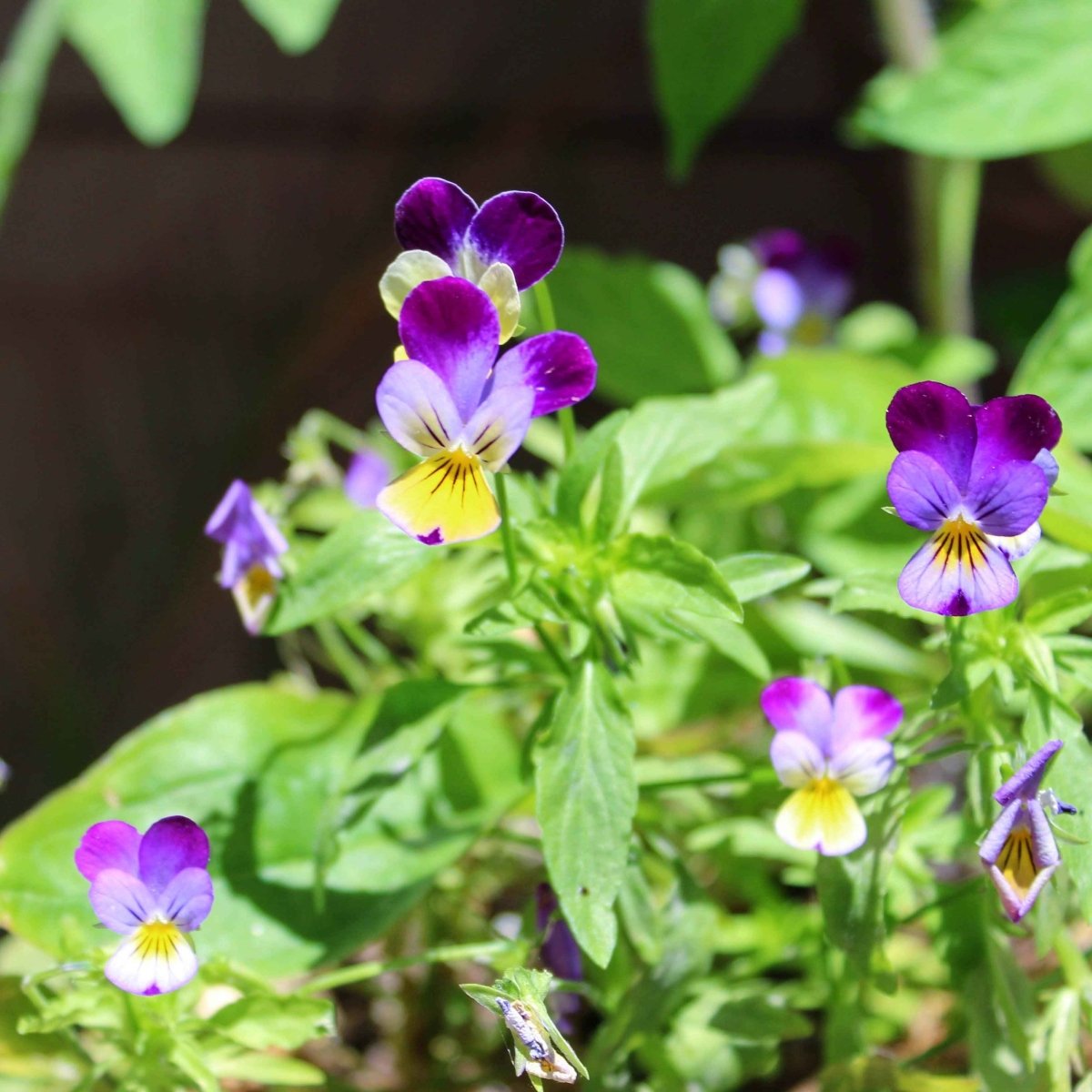 Viola Johnny Jump - Up Seeds - Plantflix