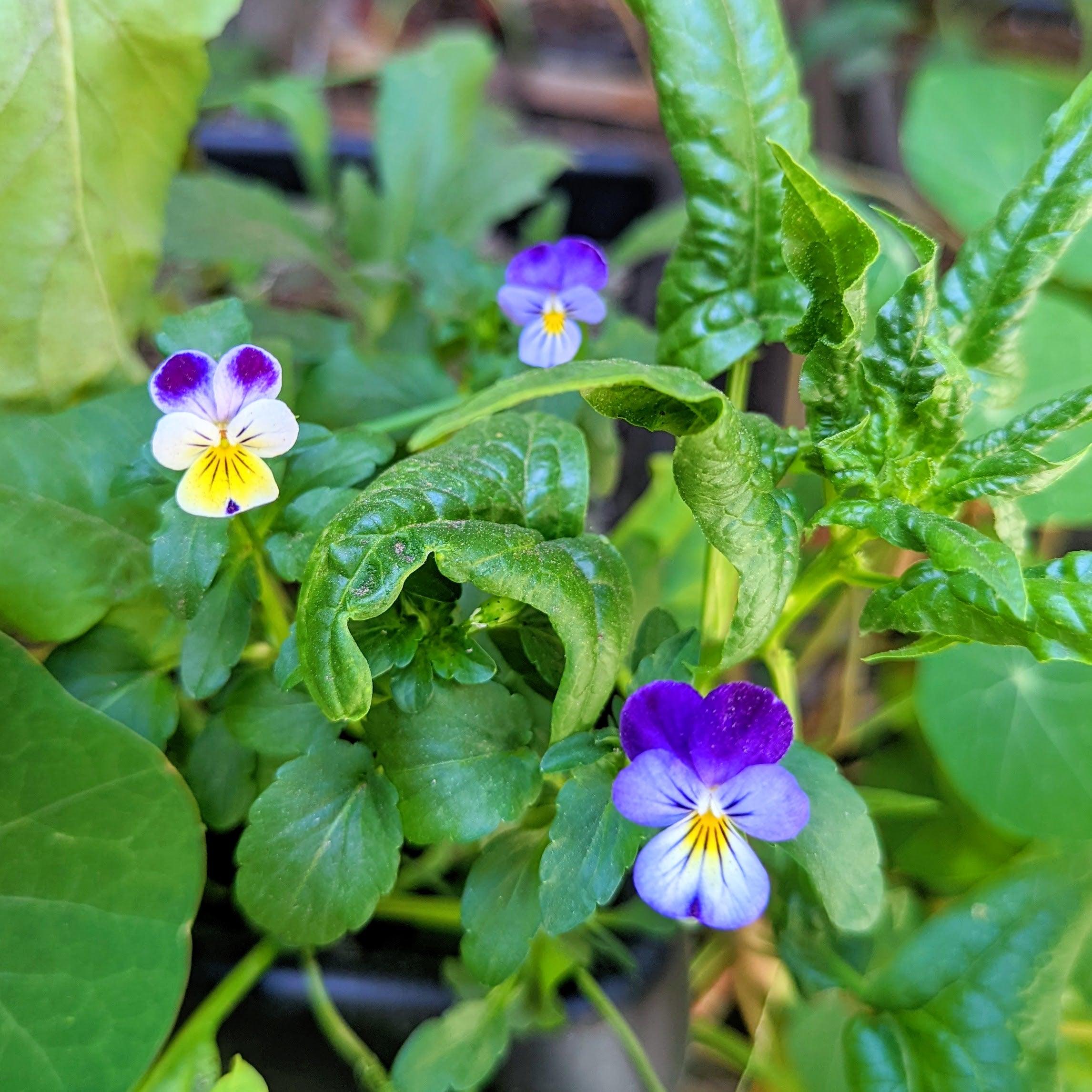 Viola Johnny Jump-Up Seeds - Plantflix