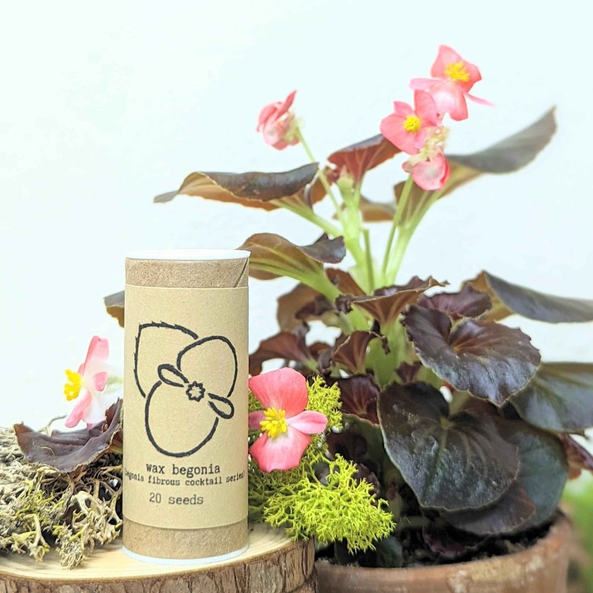 begonia flower seeds Wax Begonia Seeds