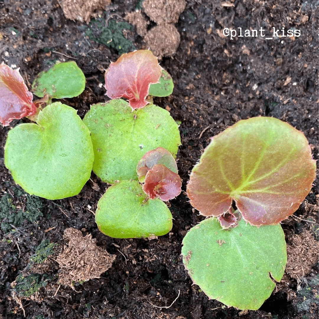 plant begonia seeds Wax Begonia Seeds