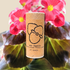 Wax Begonia Seeds - Plantflix