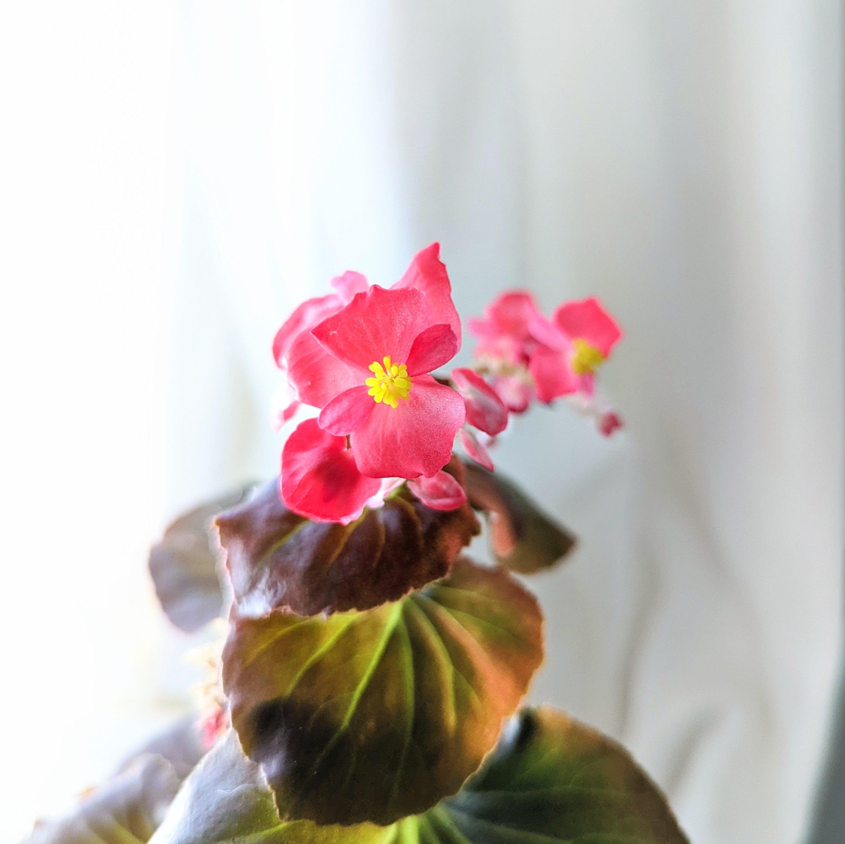 Wax Begonia Seeds - Plantflix