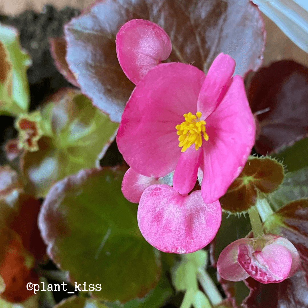 Wax Begonia Seeds - Plantflix