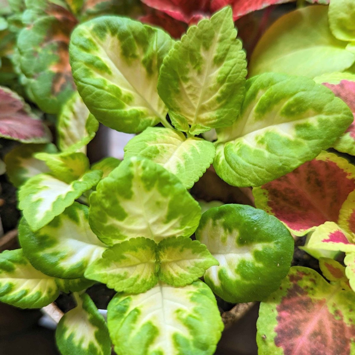 Plantflix Wizard Coleus Seeds - Thumbnail 3