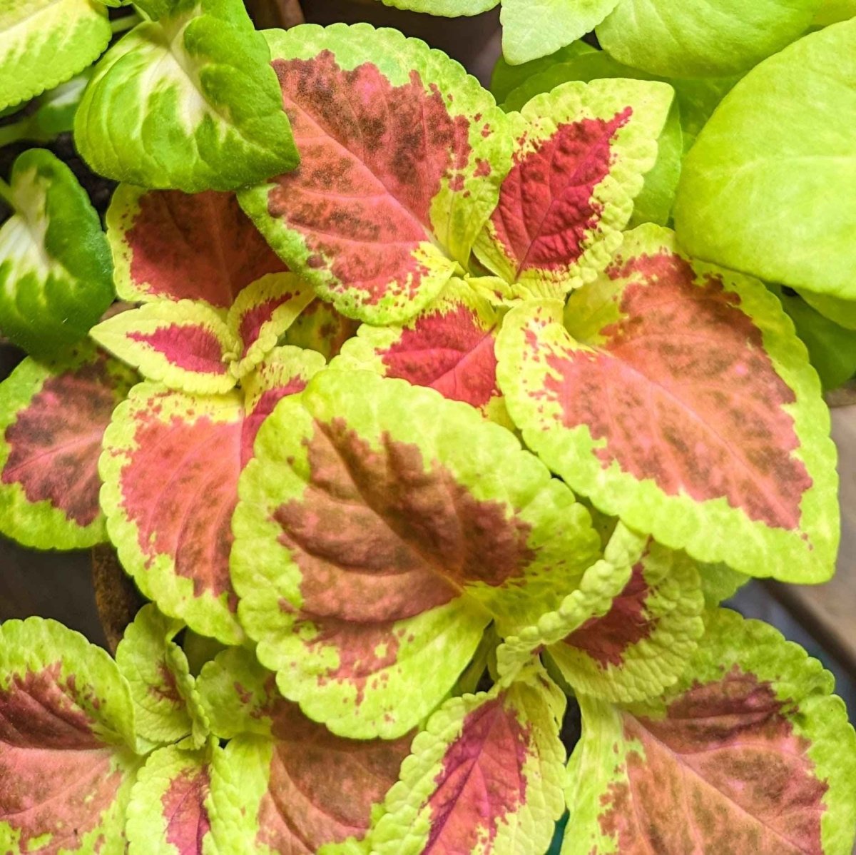 coleus potting mix Wizard Coleus Mix Seeds