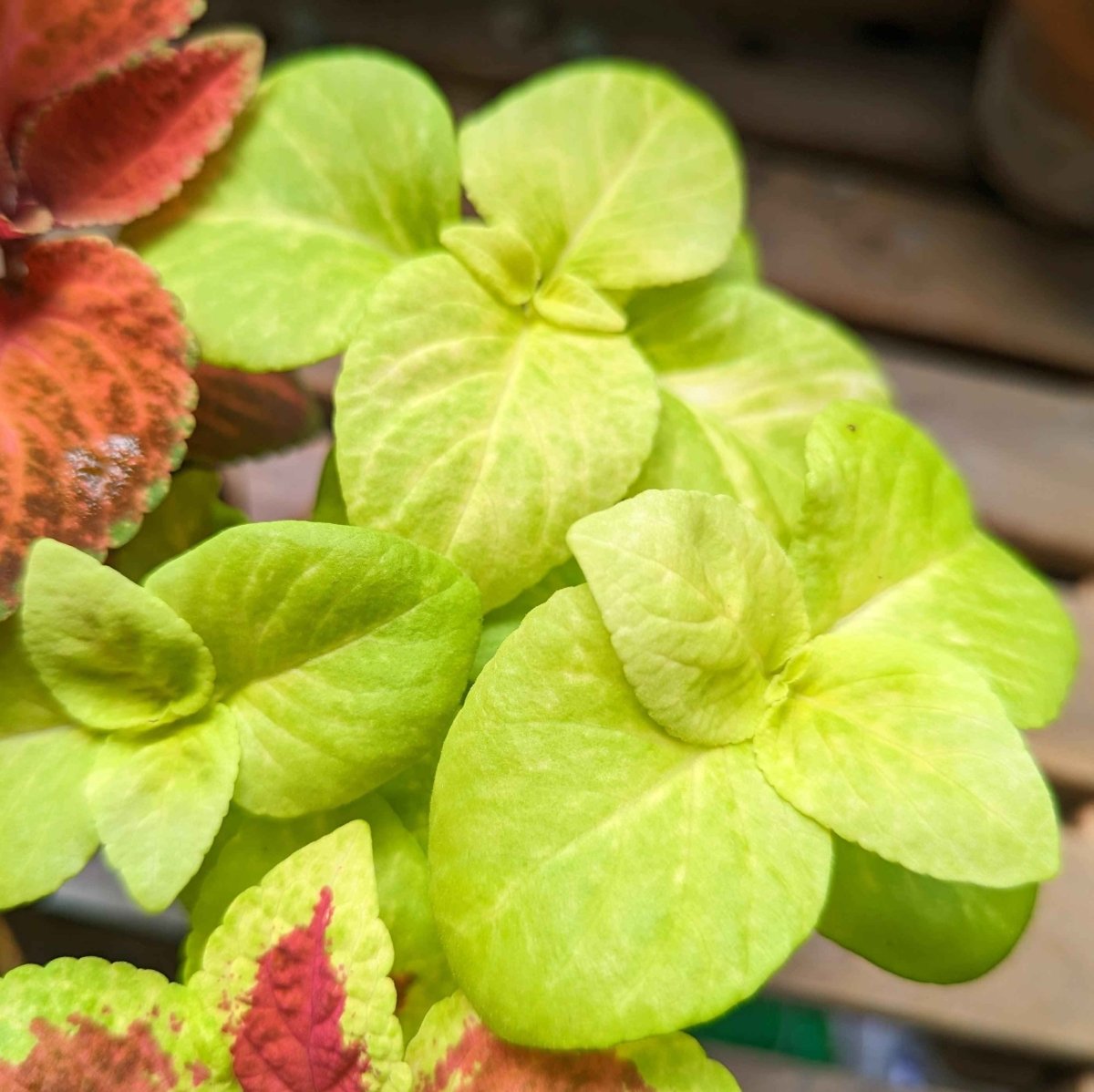 coleus potting mix Wizard Coleus Mix Seeds