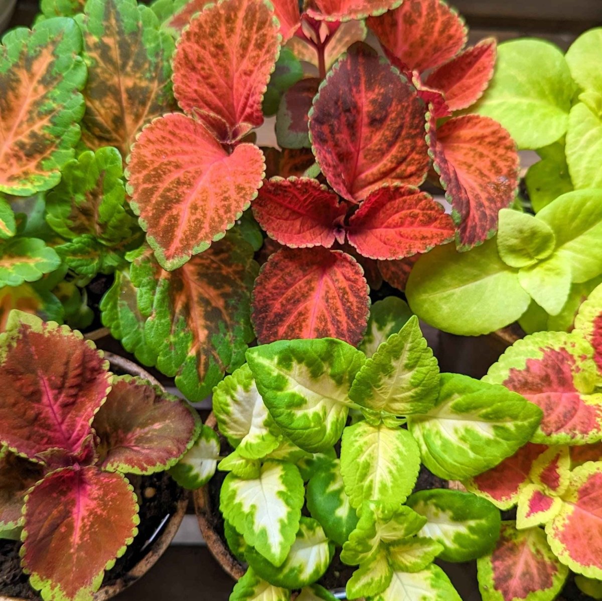 wizard jade coleus plant Wizard Coleus Mix Seeds