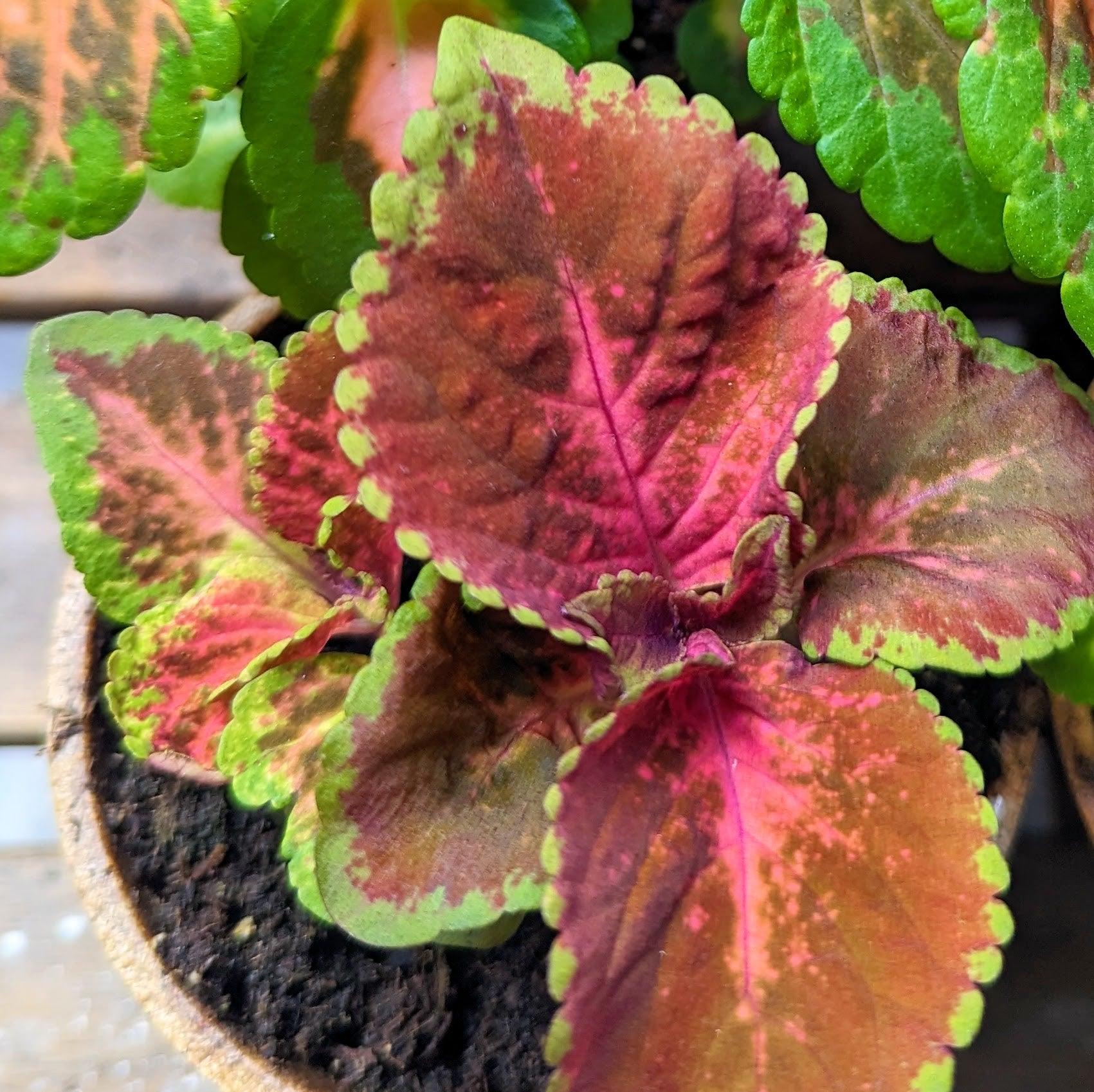 Wizard Coleus Mix Seeds - Plantflix