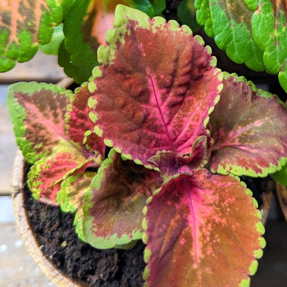 Wizard Coleus Mix Seeds - Plantflix