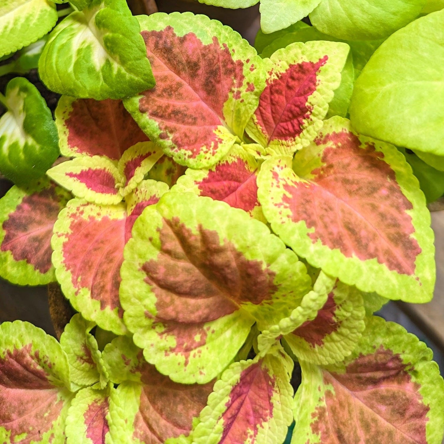 Wizard Coleus Mix Seeds - Plantflix