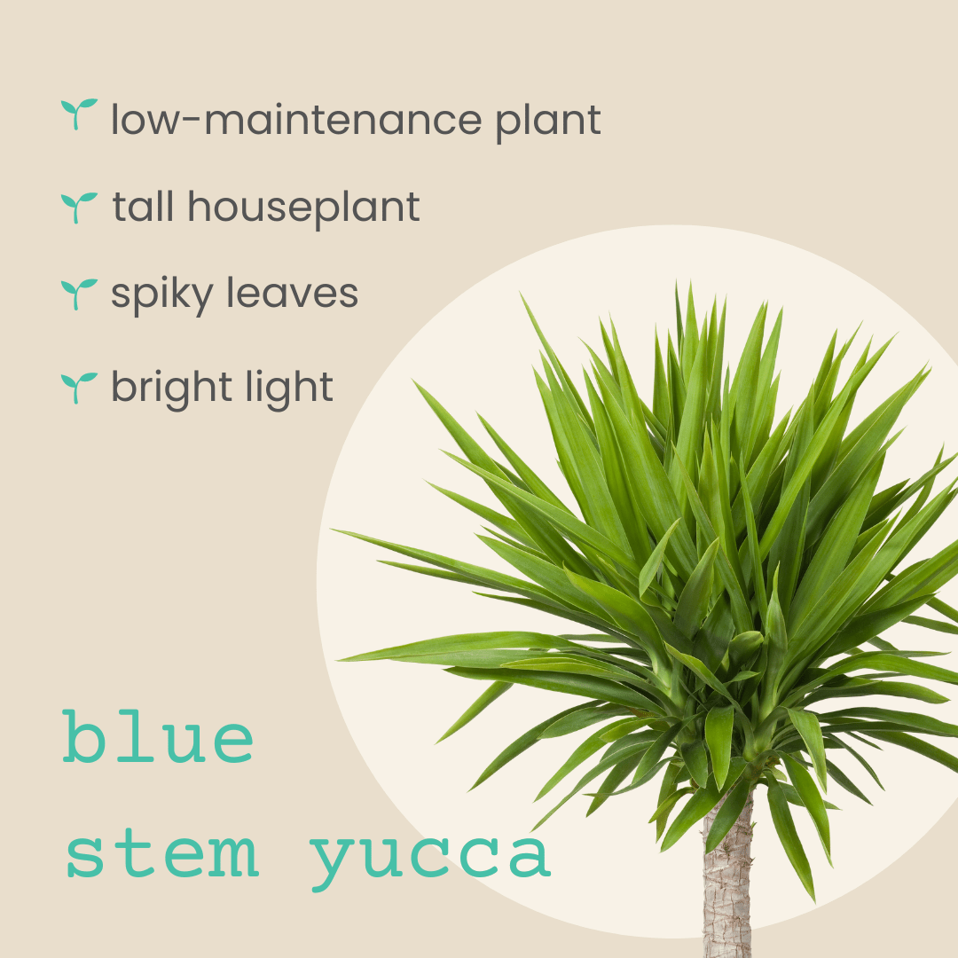 yucca plant indoor low light Yucca Baccata 'Blue Stem Yucca' Seeds
