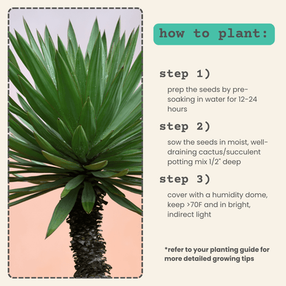 Yucca Baccata &