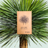 Yucca Rostrata &