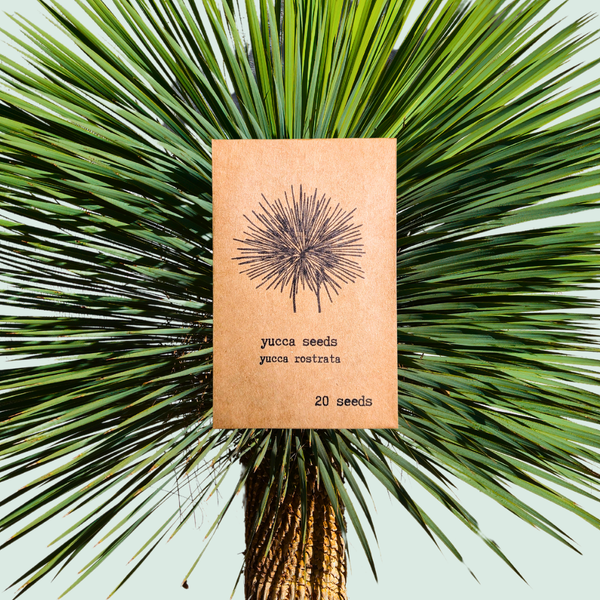 ユッカリギダ　美株 Yucca Rostrata 'Beaked Yucca' Seeds – Plantflix