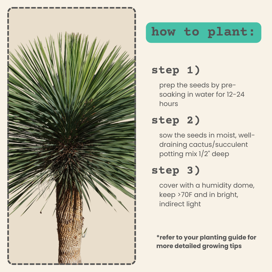 Yucca Rostrata &