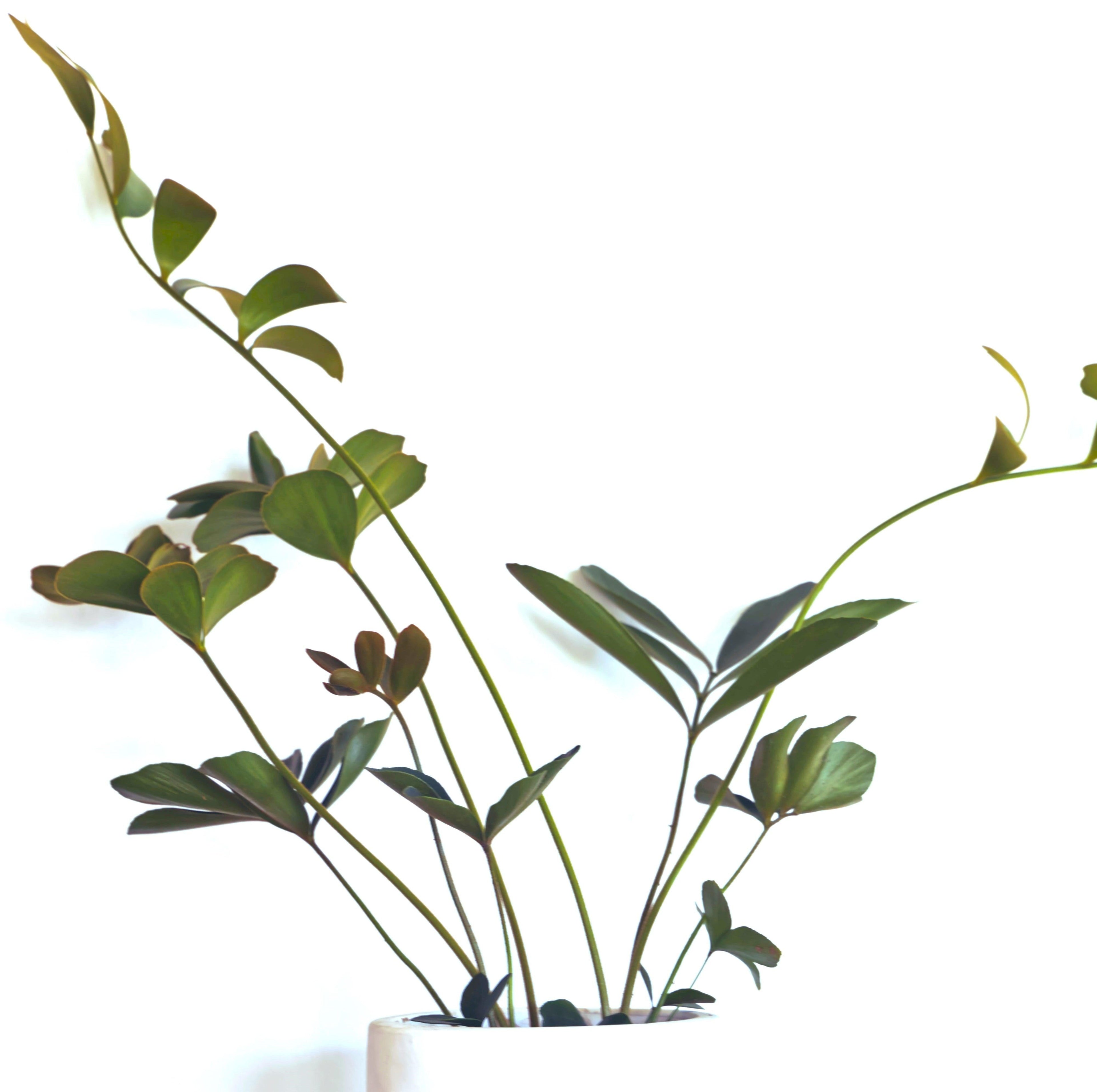 Zamia Furfuracea &