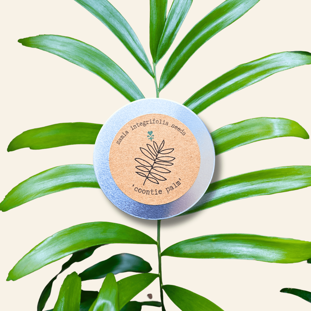 Zamia Integrifolia "Coontie Palm" Seeds - Plantflix