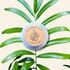Zamia Integrifolia "Coontie Palm" Seeds - Plantflix