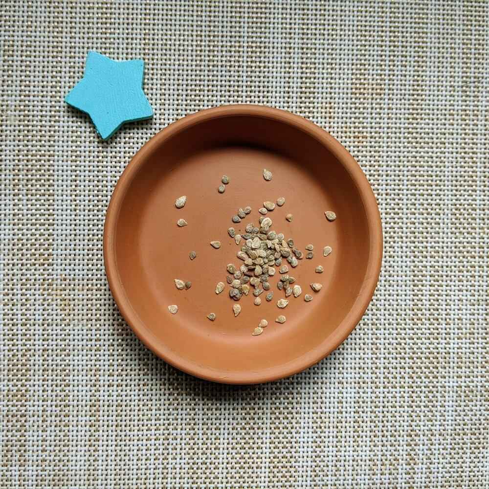 Organic Cherry Tomato Seeds - Plantflix